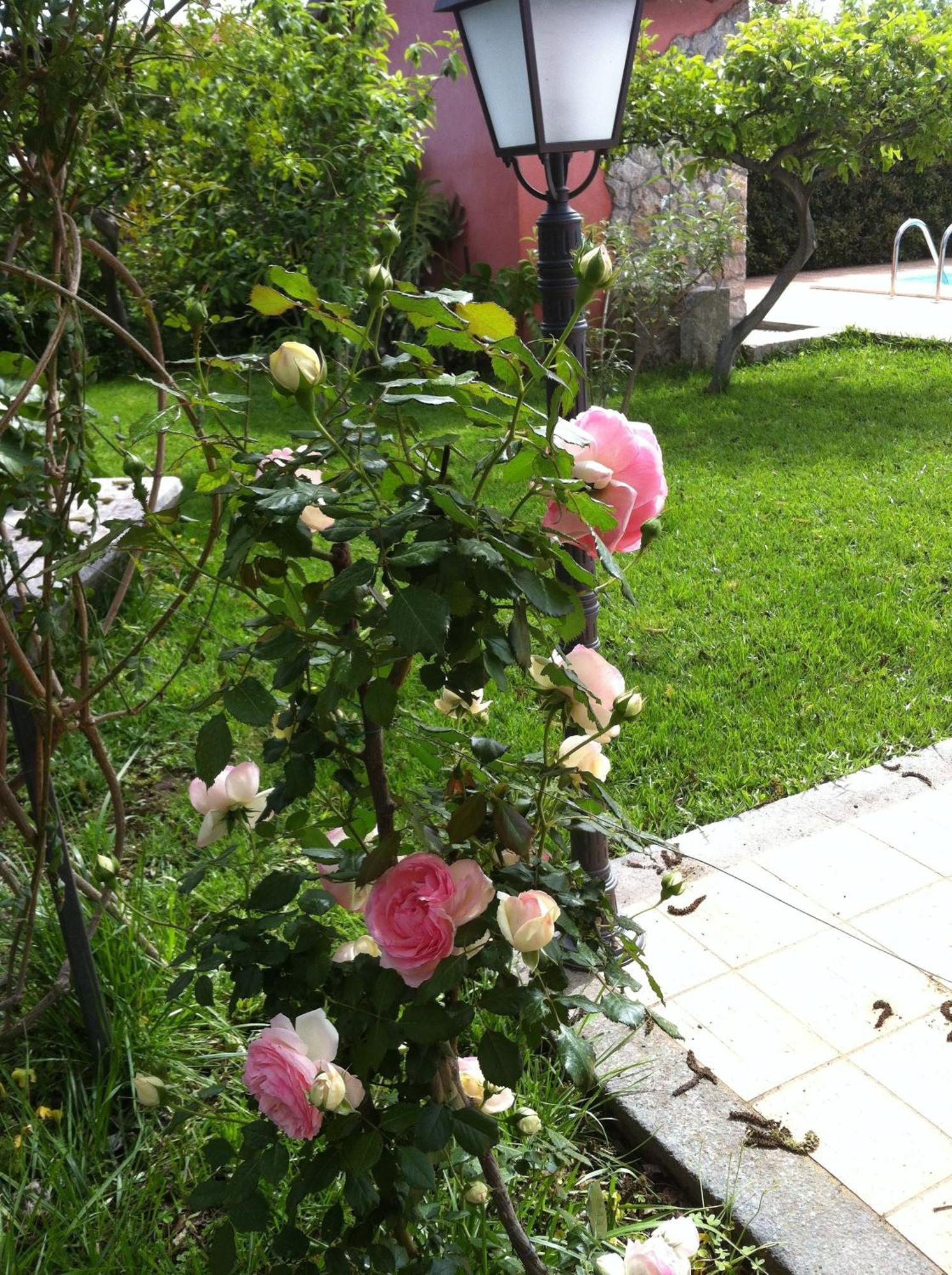 Il Giardino Segreto Bed and Breakfast Trappitello Exteriör bild