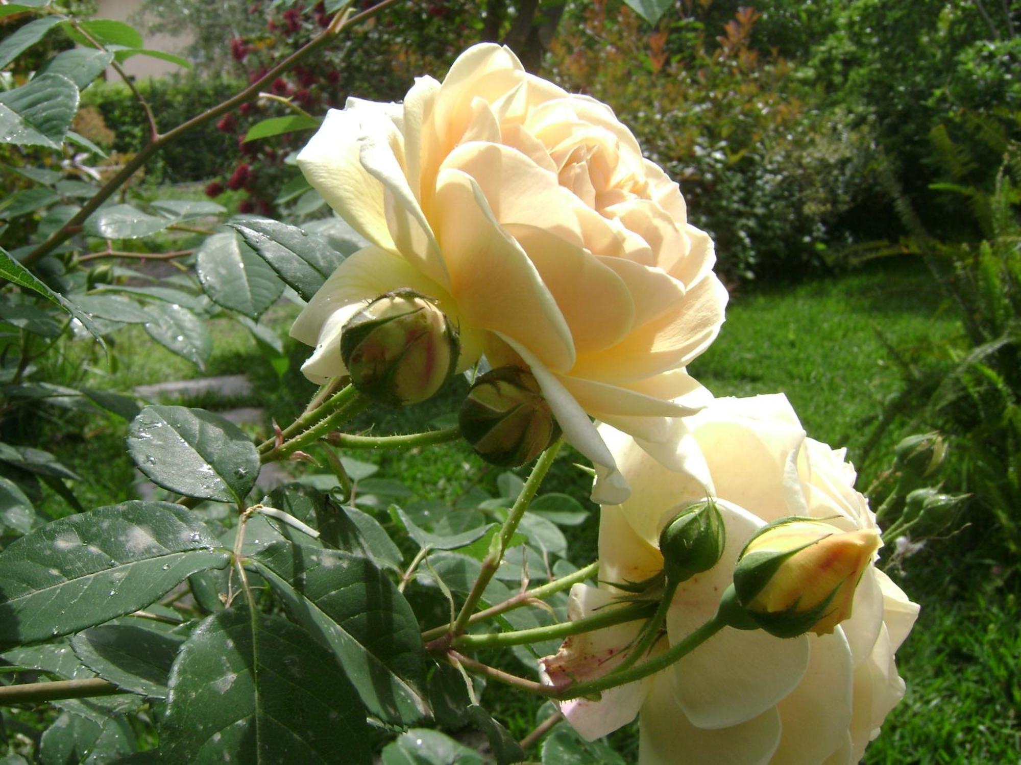Il Giardino Segreto Bed and Breakfast Trappitello Rum bild