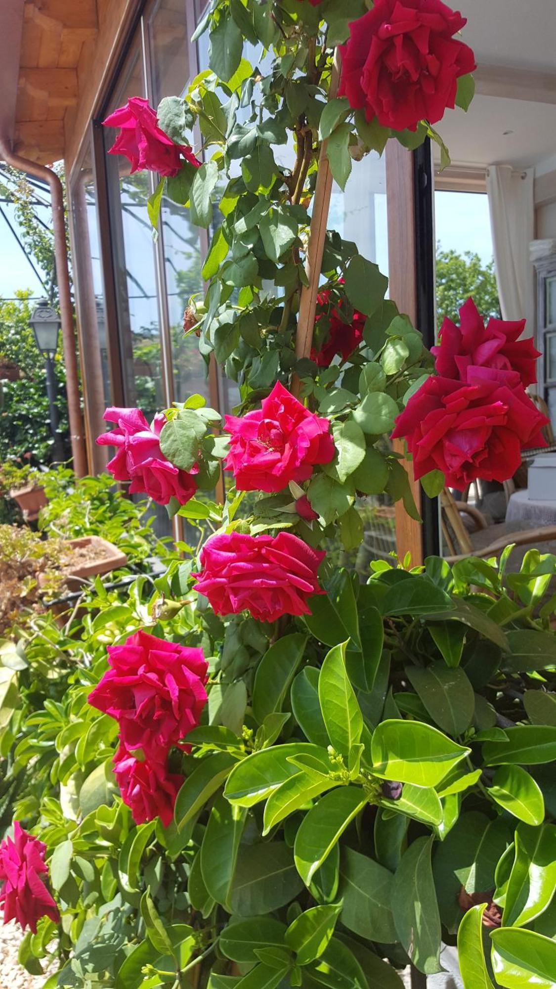 Il Giardino Segreto Bed and Breakfast Trappitello Exteriör bild